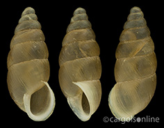 IMG_detallada/Merdigera obscura.jpg